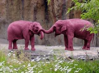 pink-elephants.jpg picture by paolafromparis