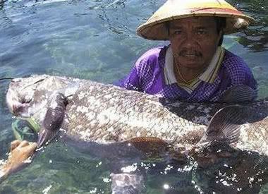 coelacanth Pictures, Images and Photos