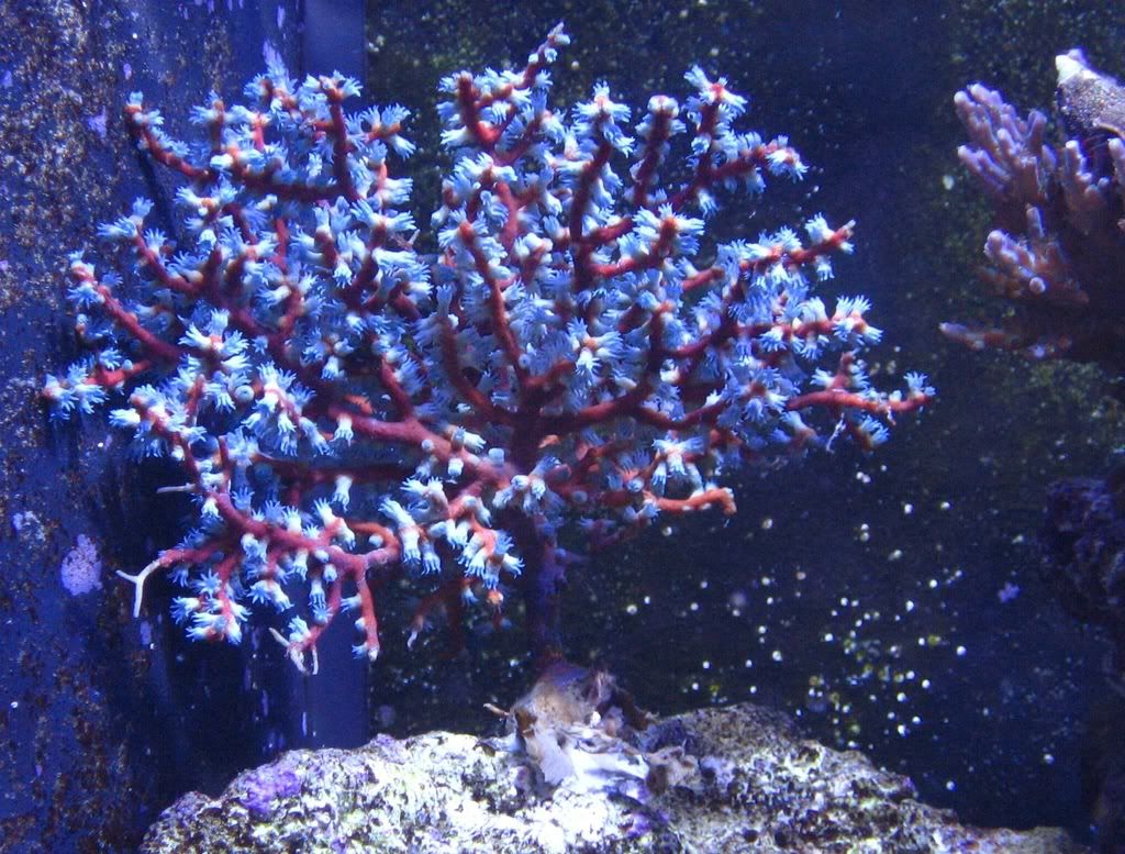 Blueberry Gorgonian