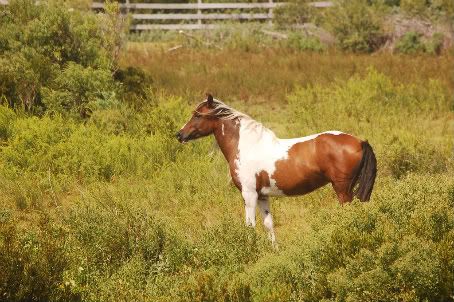 wild Outer Banks pony