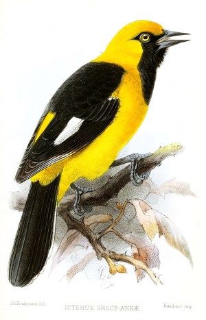 bird named for female scientist Graceanna Lewis