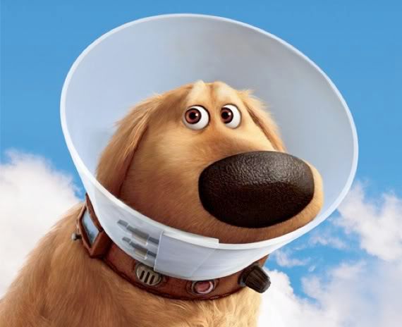cone of shame dug Pictures, Images and Photos