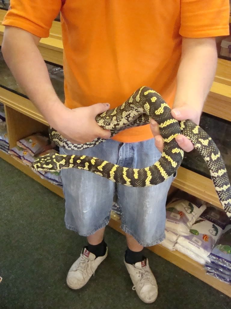 E Midlands adult jungle carpet python pair Reptile Forums