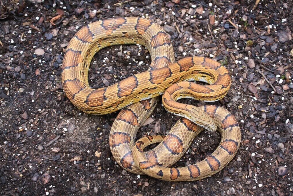 Pantherophis Spiloides