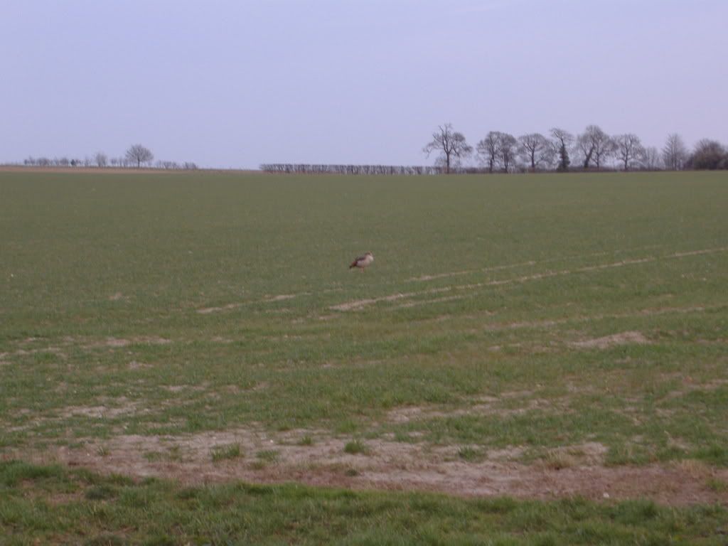 RoostingRooksatBuckenham02-03-08002.jpg