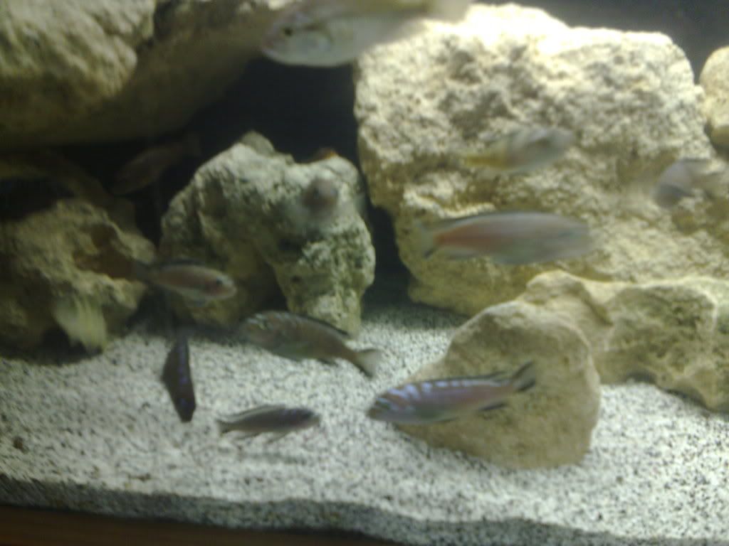 Finir par connaître Synodontis Petricola