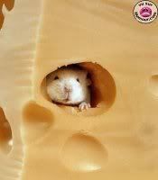 mouseincheese.jpg picture by texasqt2004
