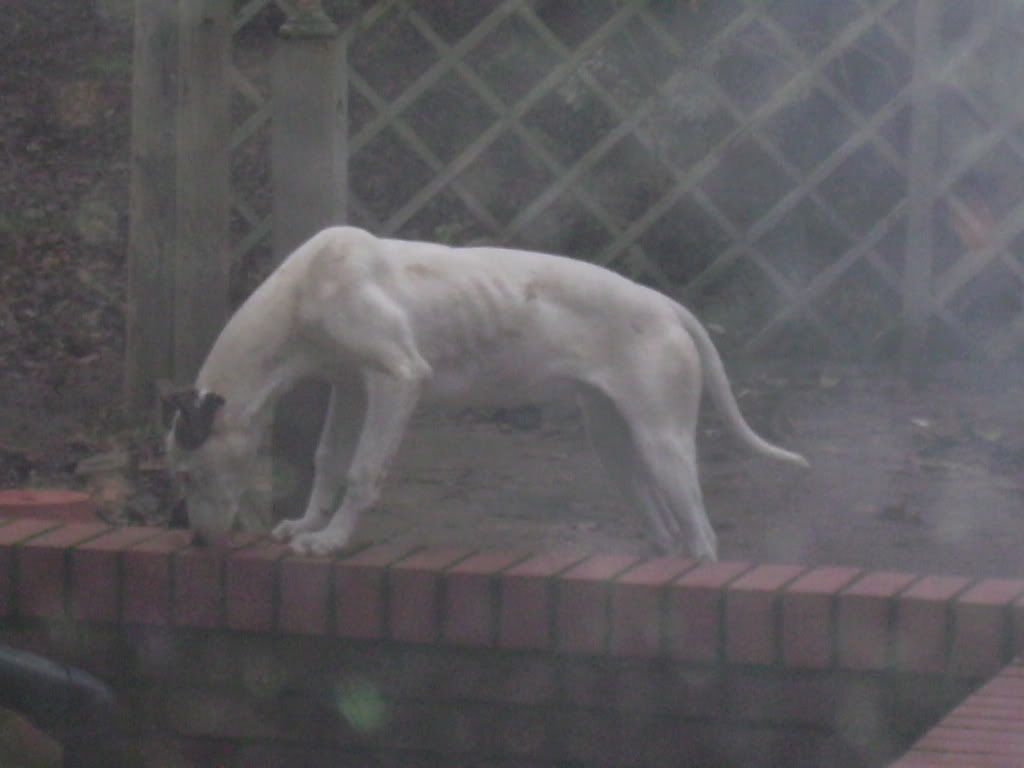 dog2002.jpg