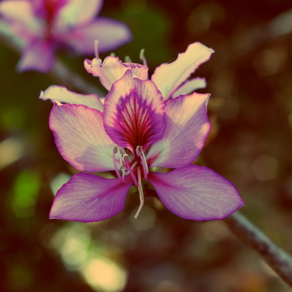  photo flowerlil.jpg