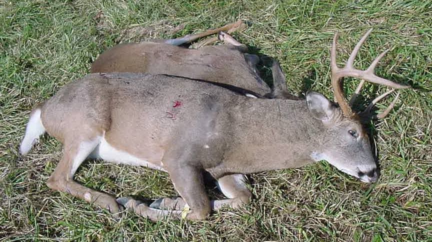10ptbuck2009c.jpg