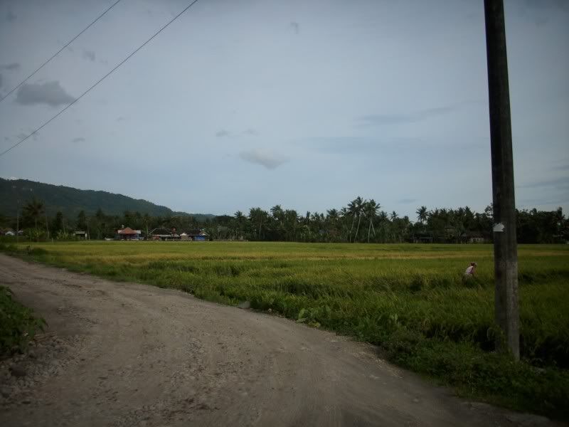 Pemandangan_sawah Pemandangan Sawah didusun kalangan