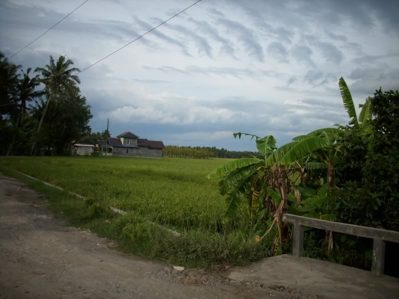 Pemandangan_sawah Pemandangan Sawah didusun kalangan
