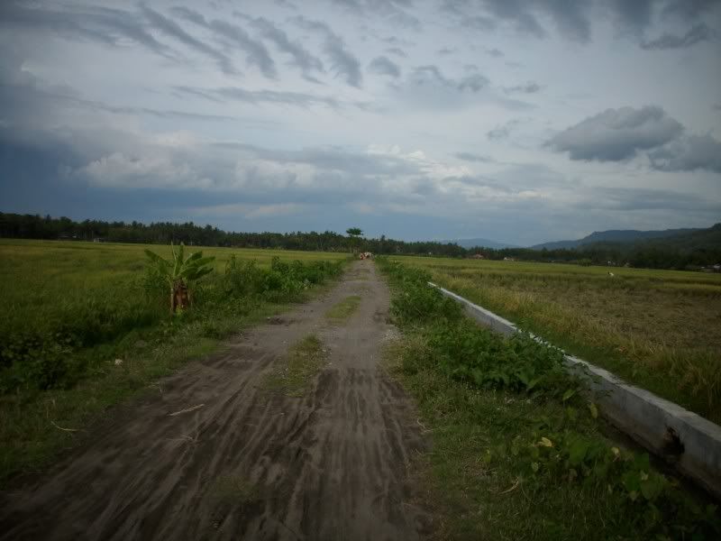 Pemandangan_sawah Pemandangan Sawah didusun kalangan