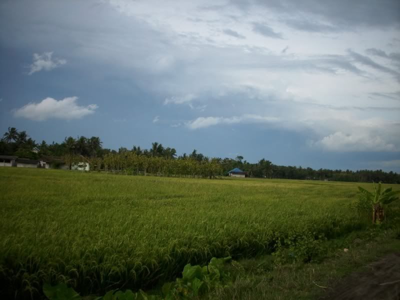 Pemandangan_sawah Pemandangan Sawah didusun kalangan