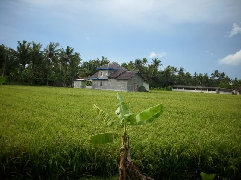 Pemandangan_sawah Pemandangan Sawah didusun kalangan