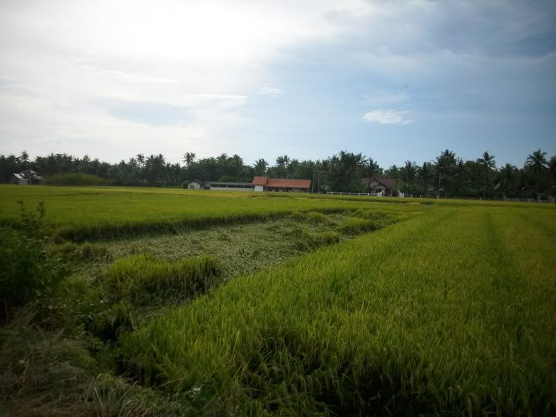 Pemandangan_sawah Pemandangan Sawah didusun kalangan
