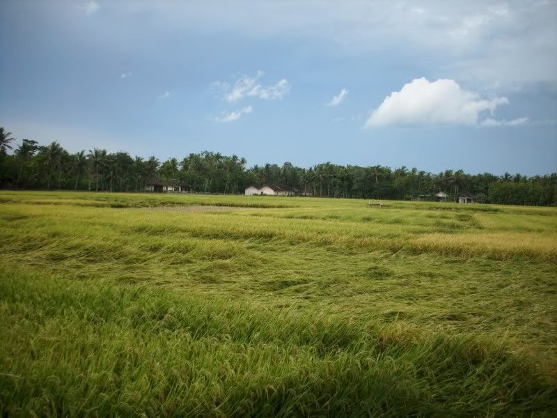 Pemandangan_sawah Pemandangan Sawah didusun kalangan