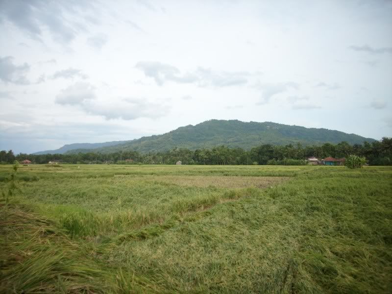 Pemandangan_sawah Pemandangan Sawah didusun kalangan