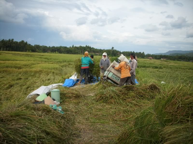 Pemandangan_sawah Pemandangan Sawah didusun kalangan