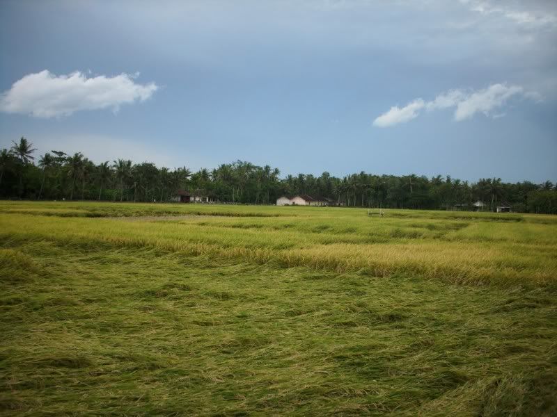 Pemandangan_sawah Pemandangan Sawah didusun kalangan