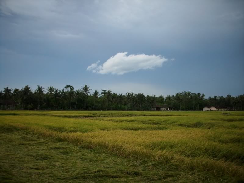 Pemandangan_sawah Pemandangan Sawah didusun kalangan