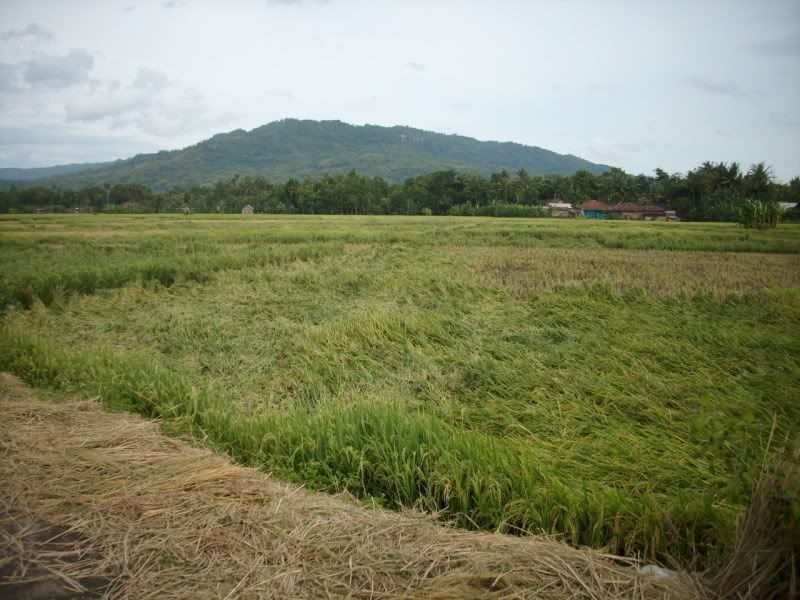 Pemandangan_sawah Pemandangan Sawah didusun kalangan
