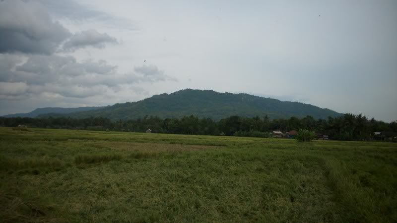 Pemandangan_sawah Pemandangan Sawah didusun kalangan