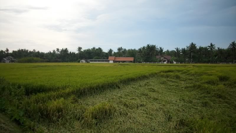 Pemandangan_sawah Pemandangan Sawah didusun kalangan