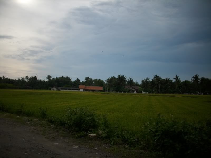 Pemandangan_sawah Pemandangan Sawah didusun kalangan