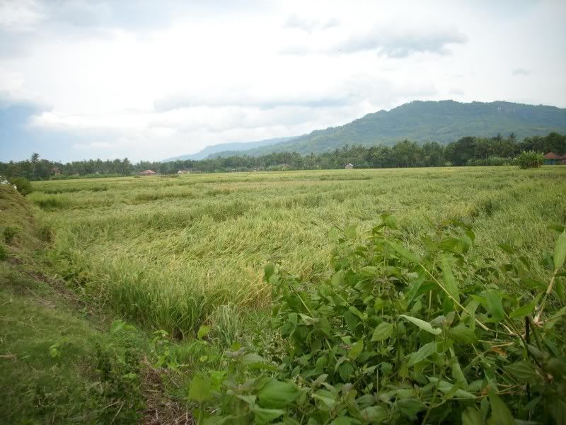 Pemandangan_sawah Pemandangan Sawah didusun kalangan