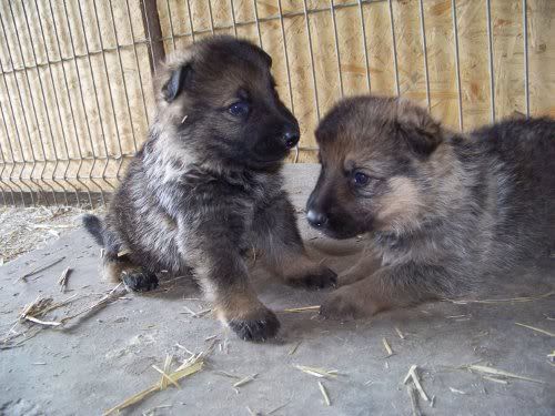 Canisa Donauwolf