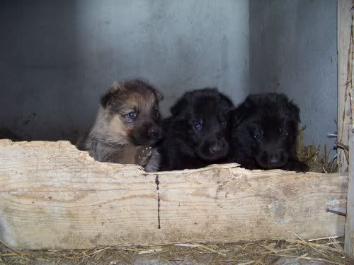 Canisa Donauwolf