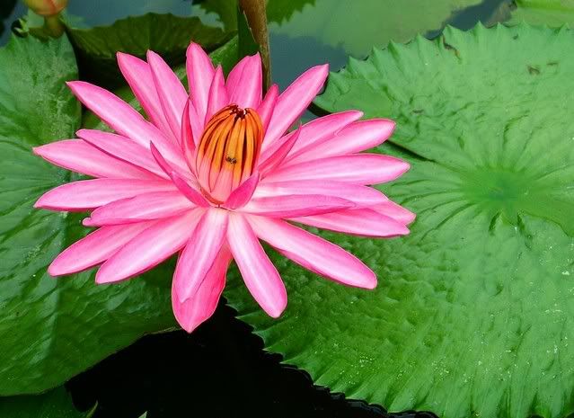 Photo Sharing and Video Hosting at Photobucket