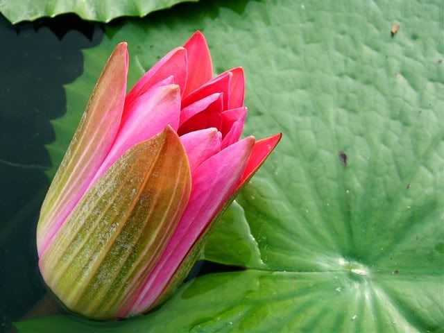 Photo Sharing and Video Hosting at Photobucket