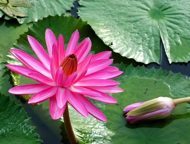 Photo Sharing and Video Hosting at Photobucket