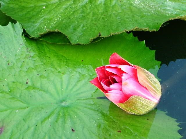 Photo Sharing and Video Hosting at Photobucket