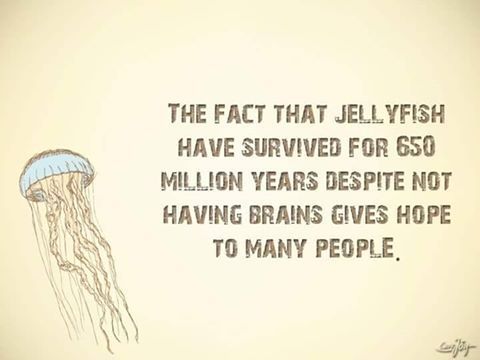 jellyfish_zpsawuvkkky.jpg