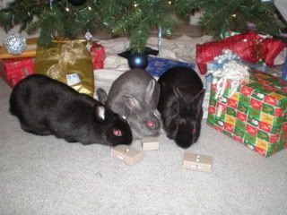 Bunnies Christmas 2007