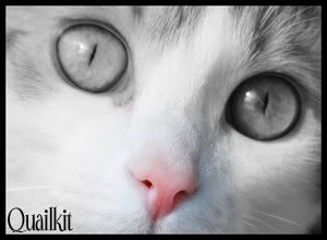 Kitten~Tidekit