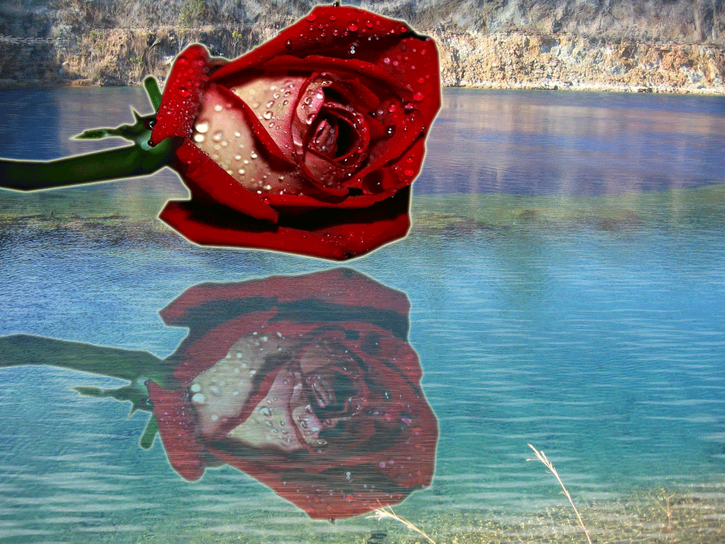 REFLEXO-ANIMADO-DA-ROSA.gif REFLEXO-ANIMADO-DA-ROSA image by vis2mah