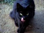 Black Cat Pictures, Images and Photos