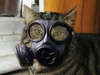 gasmask cat Pictures, Images and Photos