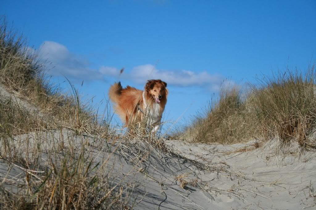 Helleststranden17mars2008152.jpg