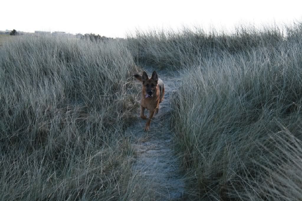 Helleststranden17mars2008221.jpg