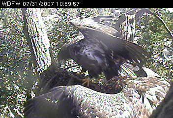 Kent eaglets