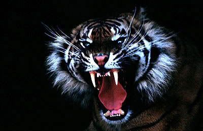 TigerRoar.jpg