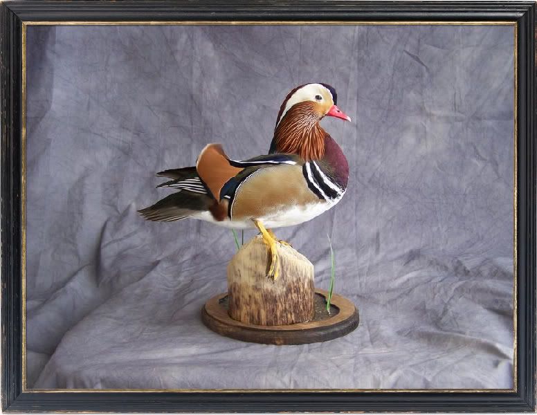 Mandarin duck mount and Red Head IFish Fishing Forum