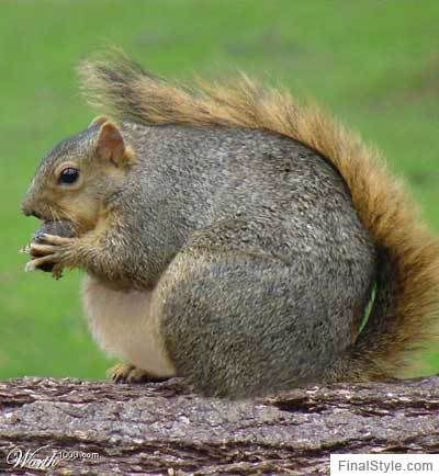 image: FatSquirrel