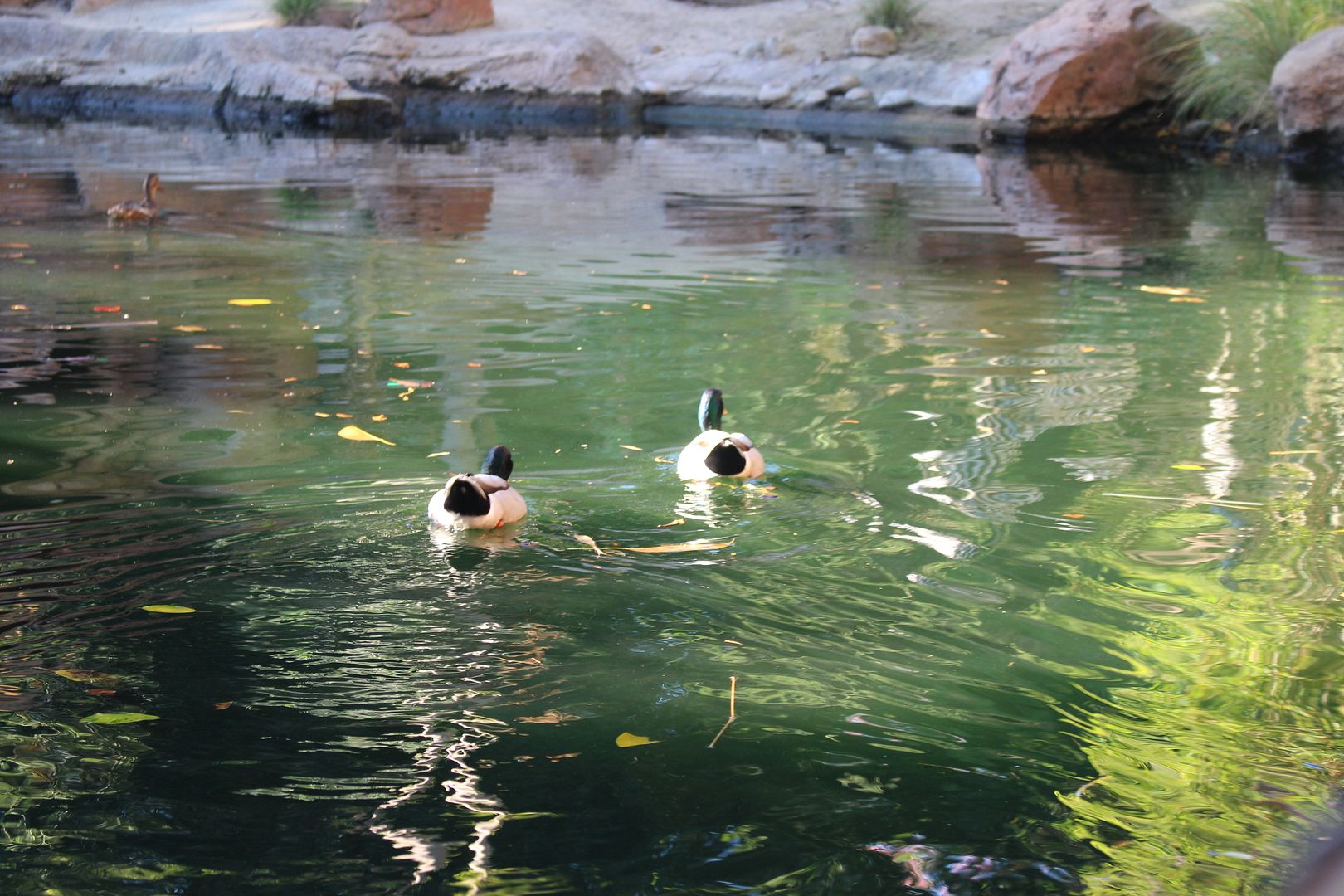 photo ducks 2 272.jpg
