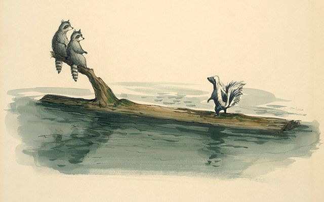 photo Marc Davis Raccoons_zpseerapoqj.jpg
